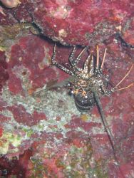 giant lobster from grand caymen , this picture is right s... by Ron Smart 